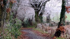 Nature magic forests
