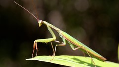 Nature mantis