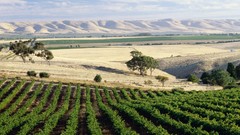 Nature McLaren vineyard south australia
