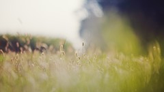 Nature meadows fields flora
