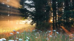 Nature meadows germany bavaria mist