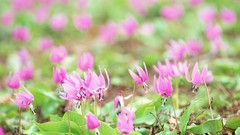 Nature meadows pink flowers