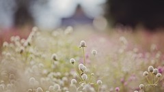 Nature meadows Plants bokeh flora depth of field