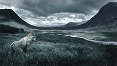 Nature meadows skyscapes