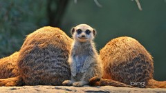 Nature meerkats