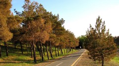 Nature Men game iran