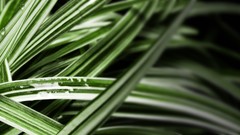 Nature minimalistic leaves grass