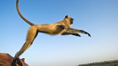 Nature monkeys jumping