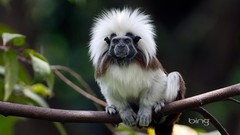 Nature monkeys tamarin