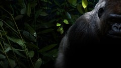 Nature monkeys wildlife gorillas