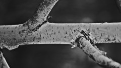 Nature monochrome branches