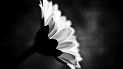 nature monochrome Flowers Plants