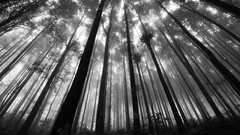 Nature monochrome forests grayscale
