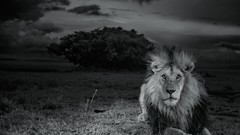 Nature monochrome Lions national geographic wild animals 