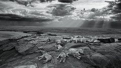Nature monochrome Lions rest sunlight national geographic wild 