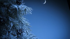 Nature moon pine trees