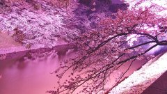 Nature More blossoms purplish