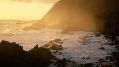 Nature morning glory