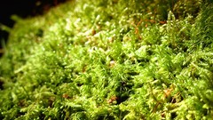 Nature moss