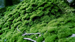 Nature moss