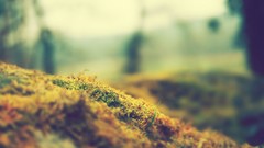 Nature moss