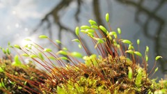 Nature moss