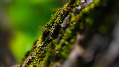 Nature moss blurred background depth of field
