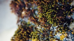 Nature moss depth of