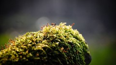 Nature moss depth of field