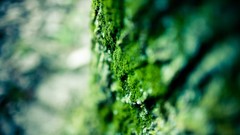 Nature moss depth of field