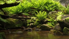 Nature moss Ferns lakes forests