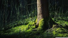 Nature moss forests