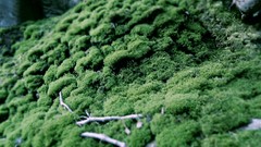Nature moss macro