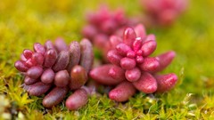 Nature moss Plants switzerland