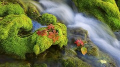 Nature moss rivers