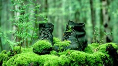 Nature moss Shoes blurred background