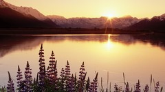 Nature Mountains Alaska purple flowers lakes