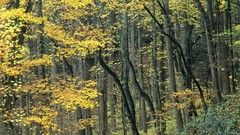 Nature Mountains autumn Tennessee forests