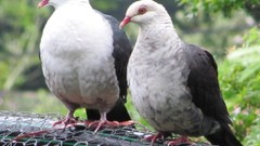 Nature Mountains Birds