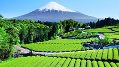 Nature Mountains Green Japan terraces fields mount fuji