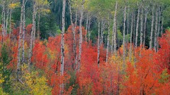 Nature Mountains idaho caribou