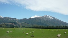 Nature Mountains sheep home