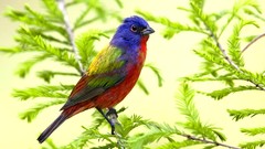 Nature multicolor Birds Painted