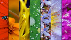 Nature multicolor Flowers