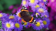 Nature multicolor Flowers Animals