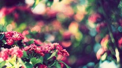 Nature multicolor Flowers depth