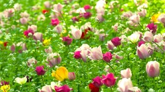 Nature multicolor Flowers fields