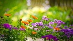Nature multicolor Flowers Garden