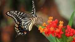 Nature multicolor Flowers insects