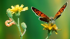 Nature multicolor Flowers insects